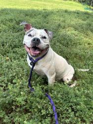 Shelter Stray Female Dog last seen CHARLOTTE, 8315 Byrum Dr, Charlotte, NC 28217, USA
