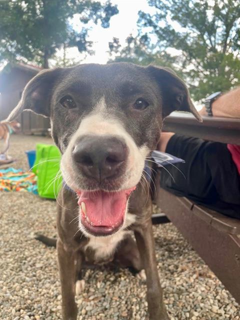 Shelter Stray Female Dog last seen CHARLOTTE, 8315 Byrum Dr, Charlotte, NC 28217, USA