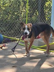 Shelter Stray Male Dog last seen CHARLOTTE, 8315 Byrum Dr, Charlotte, NC 28217, USA
