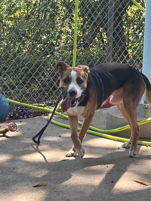 Shelter Stray Male Dog last seen CHARLOTTE, 8315 Byrum Dr, Charlotte, NC 28217, USA