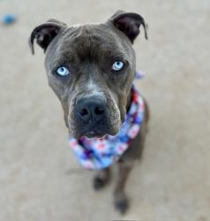 Shelter Stray Male Dog last seen CHARLOTTE, 8315 Byrum Dr, Charlotte, NC 28217, USA