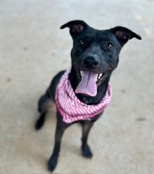 Shelter Stray Female Dog last seen MATTHEWS, 8315 Byrum Dr, Charlotte, NC 28217, USA