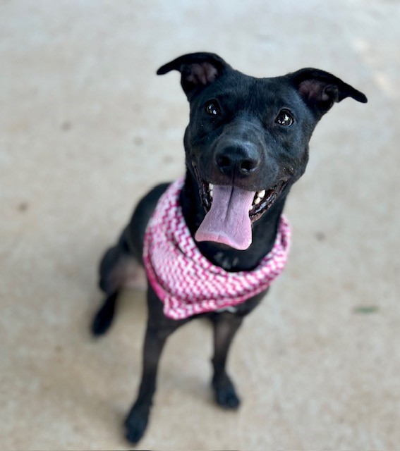 Shelter Stray Female Dog last seen MATTHEWS, 8315 Byrum Dr, Charlotte, NC 28217, USA