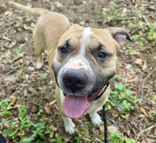 Shelter Stray Female Dog last seen CHARLOTTE, 8315 Byrum Dr, Charlotte, NC 28217, USA