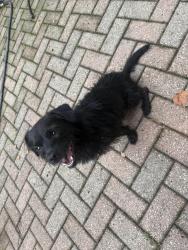 Found/Stray Male Dog last seen Wayne and balmoral, Chicago, IL 60640
