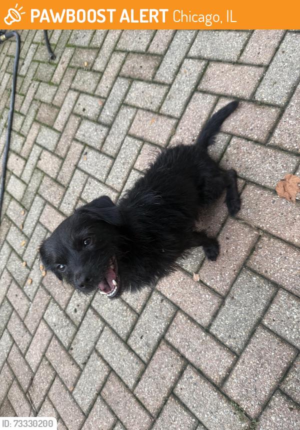 Found/Stray Male Dog last seen Wayne and balmoral, Chicago, IL 60640