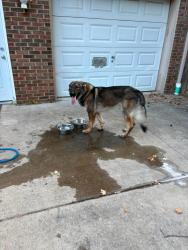 Reunited Male Dog last seen Dover Rd, Clarksville, TN 37042