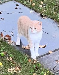 Found/Stray Unknown Cat last seen Near Allen St, Syracuse, NY 13210