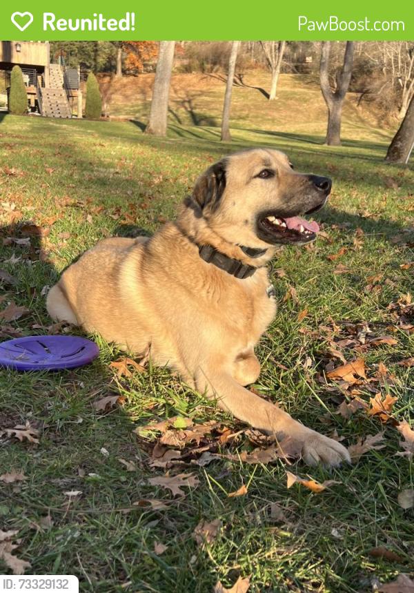 Reunited Male Dog last seen Barclay and Point Heron, Newport News, VA 23606