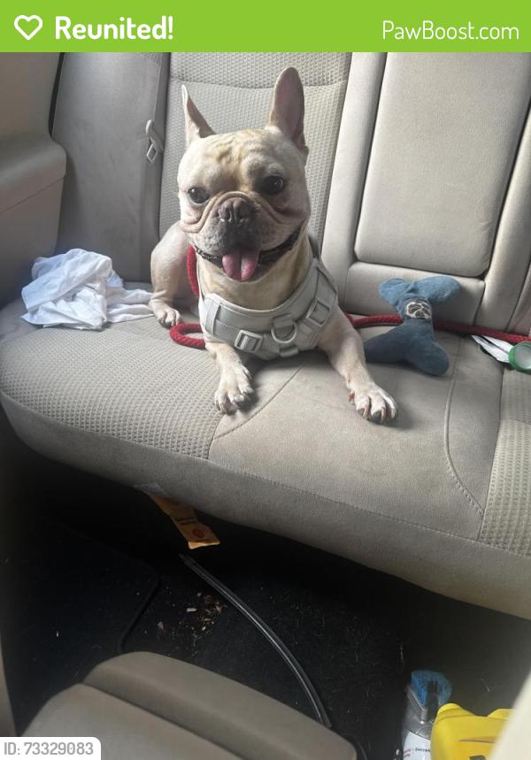 Reunited Male Dog last seen Victor street, Washington, DC 20011