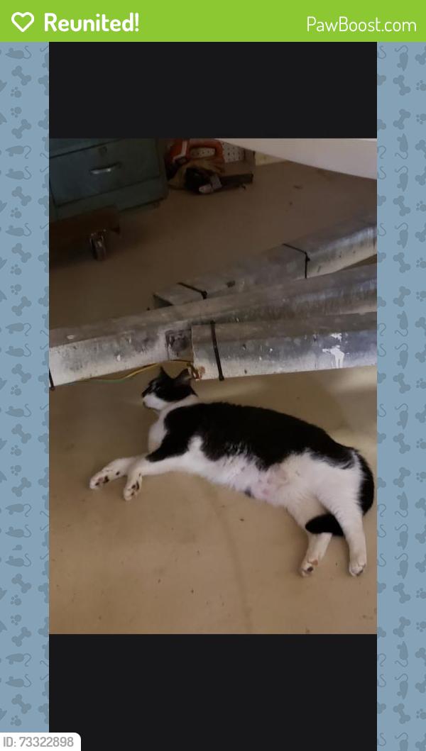 Reunited Unknown Cat last seen Templewood and Kingston, Marco Island, FL 34145