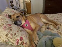 Reunited Female Dog last seen McCotter, Havelock, NC 28532