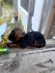 Found/Stray Female Dog last seen Boy Scout and Hunter Woods, Gaston, SC 29053