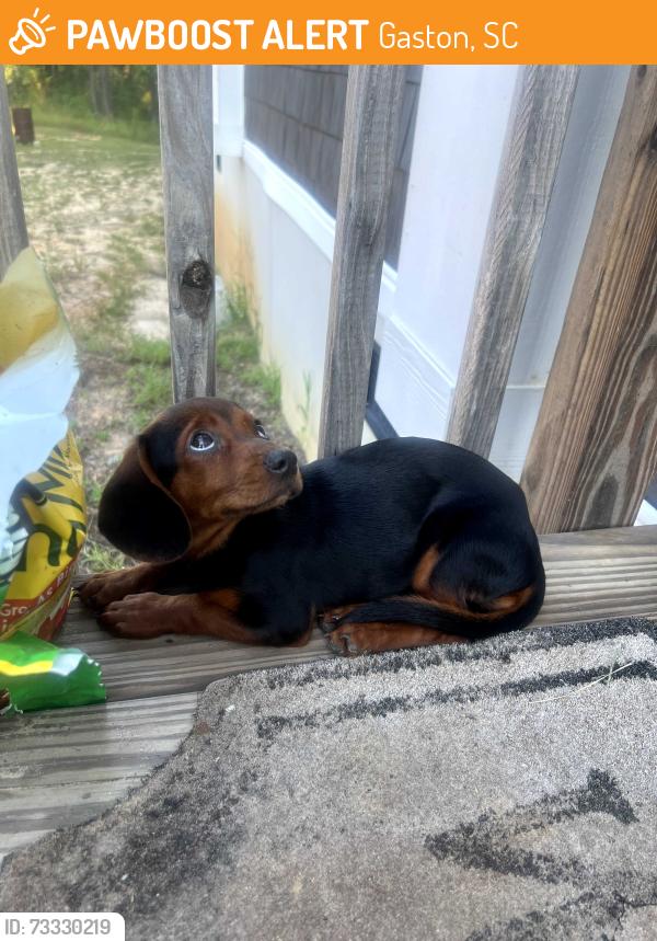 Found/Stray Female Dog last seen Boy Scout and Hunter Woods, Gaston, SC 29053