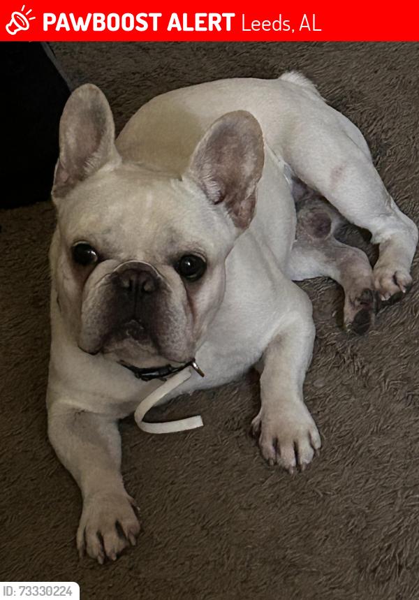 Lost Male Dog last seen Near Illinois street Leeds Al 35094, Leeds, AL 35094
