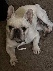 Lost Male Dog last seen Near Illinois street Leeds Al 35094, Leeds, AL 35094