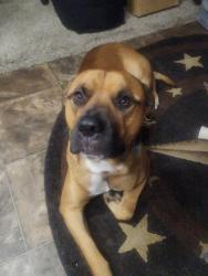 Reunited Male Dog last seen Near n pompeo ave crystal river fl34429, Crystal River, FL 34429