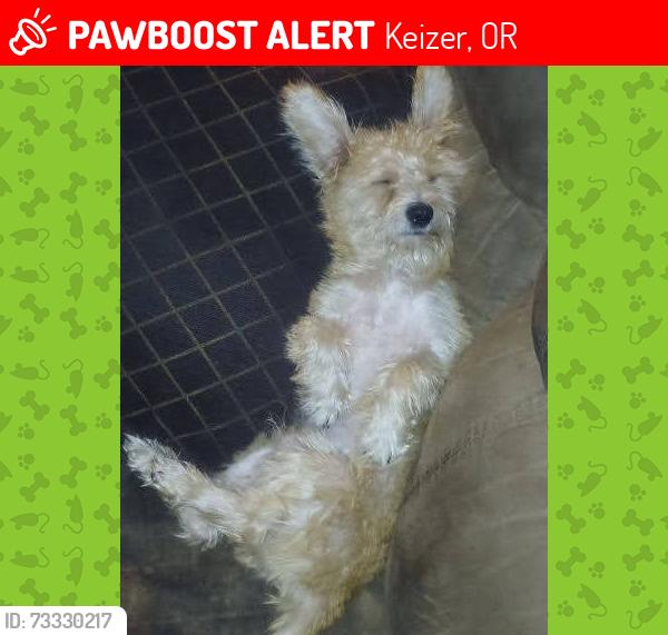 Lost Male Dog last seen by sonic, Keizer, OR 97303