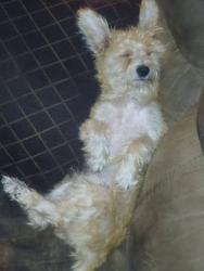 Lost Male Dog last seen by sonic, Keizer, OR 97303