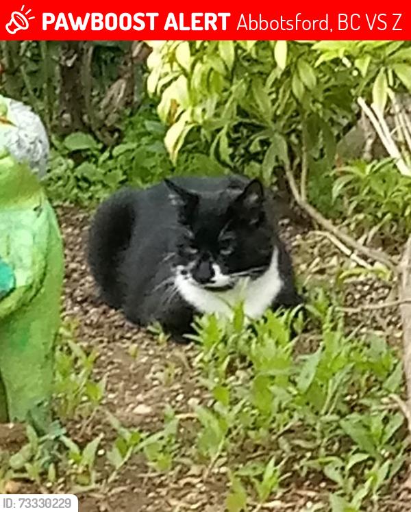 Lost Male Cat last seen McKenzie road, Abbotsford, BC V2S 3Z8
