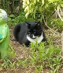 Lost Male Cat last seen McKenzie road, Abbotsford, BC V2S 3Z8