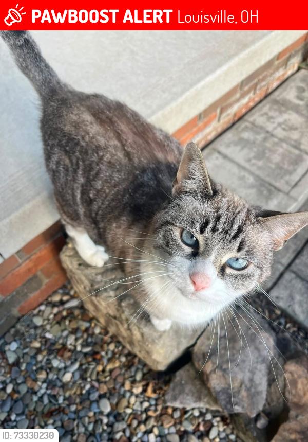 Lost Female Cat last seen S Marion and Edmar Louisville, OH, Louisville, OH 44641