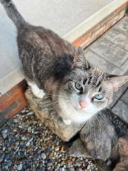 Lost Female Cat last seen S Marion and Edmar Louisville, OH, Louisville, OH 44641