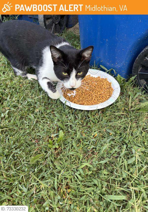 Found/Stray Unknown Cat last seen Tamaway/Brookforest Rd, Midlothian, VA 23112