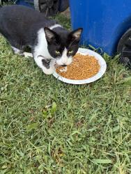 Found/Stray Unknown Cat last seen Tamaway/Brookforest Rd, Midlothian, VA 23112