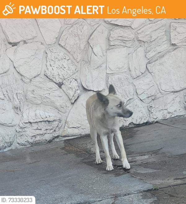 Found/Stray Unknown Dog last seen Broadway -Slauson, Los Angeles, CA 90003
