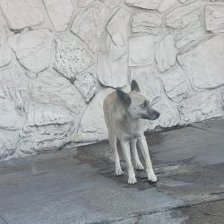 Found/Stray Unknown Dog last seen Broadway -Slauson, Los Angeles, CA 90003