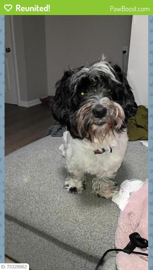 Reunited Male Dog last seen Ruesta drive, Spanish Lake, MO 63138