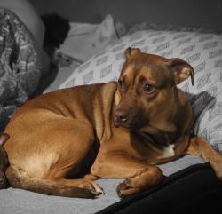 Lost Female Dog last seen Coal Bluff Campground, Lena, MS 39094