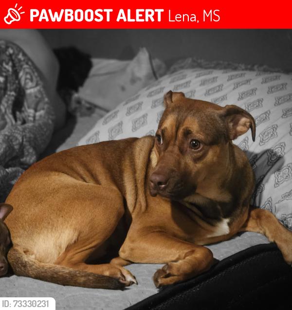 Lost Female Dog last seen Coal Bluff Campground, Lena, MS 39094