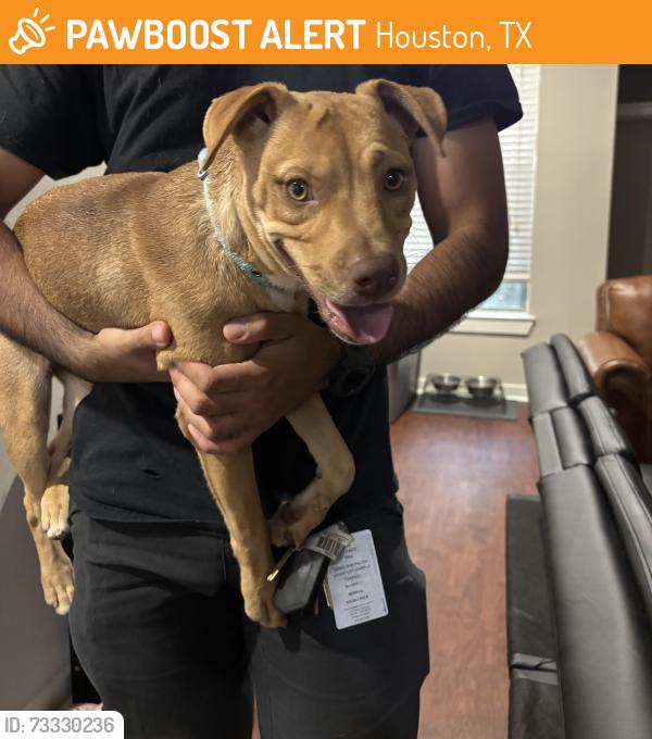 Found/Stray Female Dog last seen Barker Cypress, by 99, Houston, TX 77095