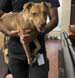 Found/Stray Female Dog last seen Barker Cypress, by 99, Houston, TX 77095