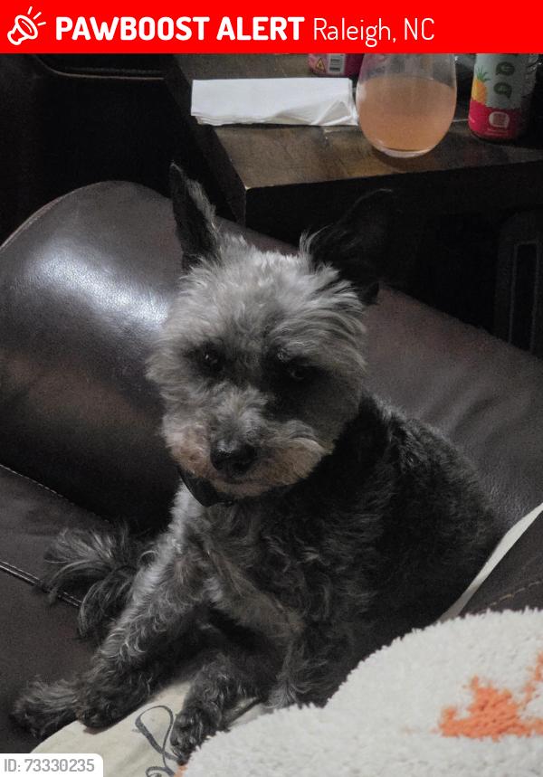 Lost Male Dog last seen Woodslope Drive, Raleigh, NC 27610