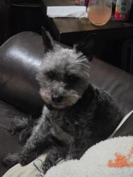 Lost Male Dog last seen Woodslope Drive, Raleigh, NC 27610