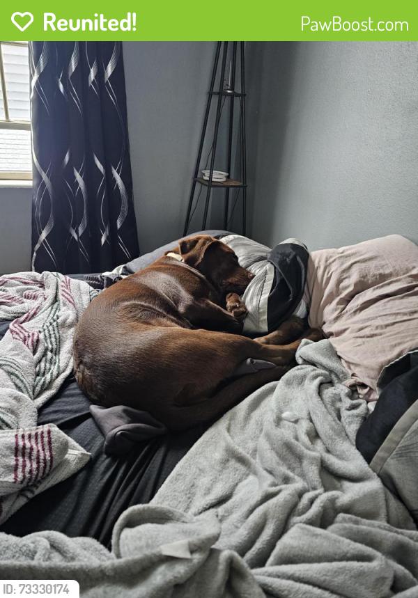 Reunited Female Dog last seen Boyson and council, Cedar Rapids, IA 52402