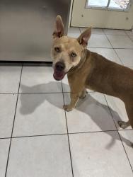 Found/Stray Female Dog last seen Barker Cypress by 99, Houston, TX 77095