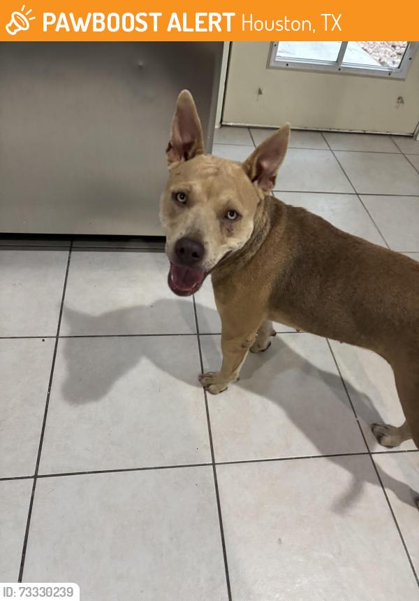 Found/Stray Female Dog last seen Barker Cypress by 99, Houston, TX 77095