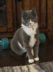 Reunited Female Cat last seen Arbor Meadows Lane and 96th Ave NE, Oklahoma City, OK 73165