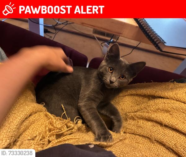 Lost Female Cat last seen Maple hills, East Renton Highlands, WA 98059