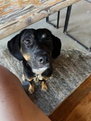 Lost Male Dog last seen Near the country club on New Holland, Lancaster, PA 17601