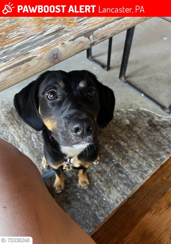 Lost Male Dog last seen Near the country club on New Holland, Lancaster, PA 17601