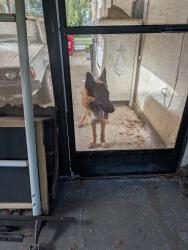 Reunited Male Dog last seen Greenwood St, Lakeland, FL 33815