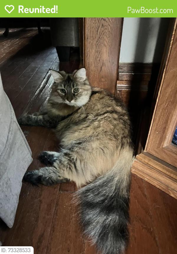 Reunited Female Cat last seen Between Dennis and State St down the road from BC lumber in Adrian MI, Adrian, MI 49221