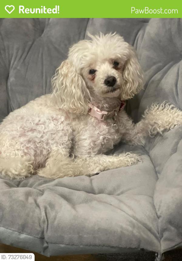 Reunited Female Dog last seen blackstone and plainfield, Countryside, IL 60525