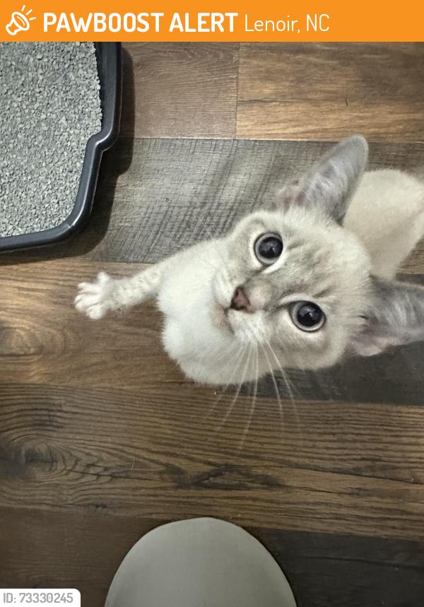 Found/Stray Unknown Cat last seen Kitten found roaming near Southfork Medical Park. Had a purple flea collar on but covered in fleas., Lenoir, NC 28645