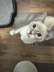 Found/Stray Unknown Cat last seen Kitten found roaming near Southfork Medical Park. Had a purple flea collar on but covered in fleas., Lenoir, NC 28645
